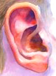 Ear